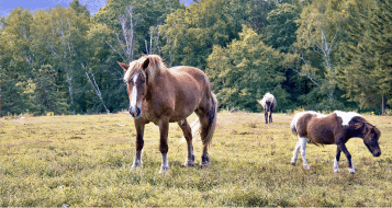 Sustainable Soil Management